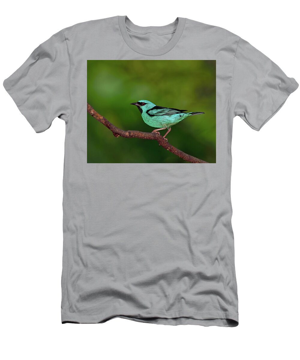 Blue Dacnis T-Shirt featuring the photograph Highlight by Tony Beck