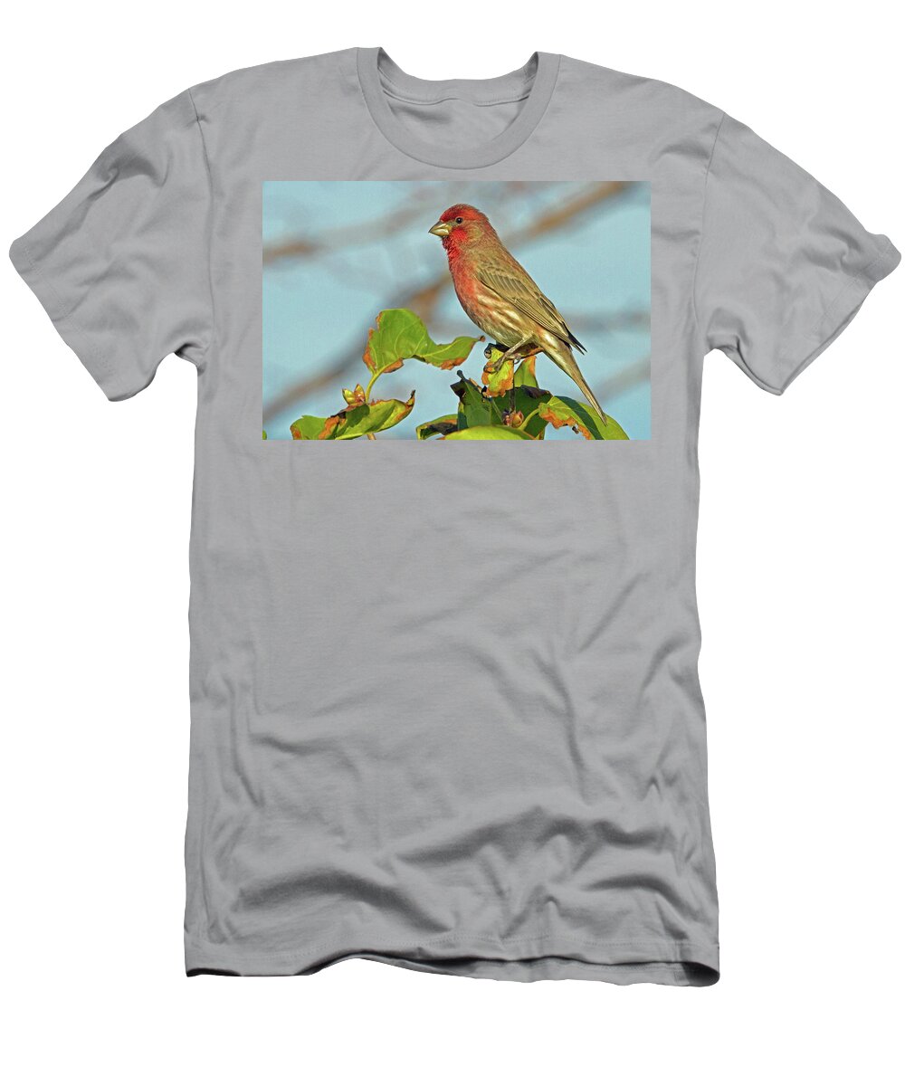 House Finch T-Shirt featuring the photograph House Finch by David Freuthal