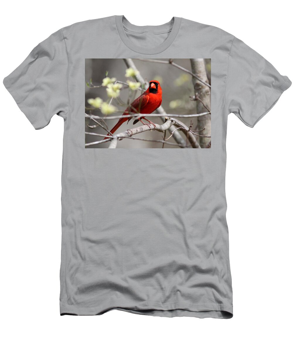 Northern Cardinal T-Shirt featuring the photograph IMG_2027-004 - Northern Cardinal by Travis Truelove
