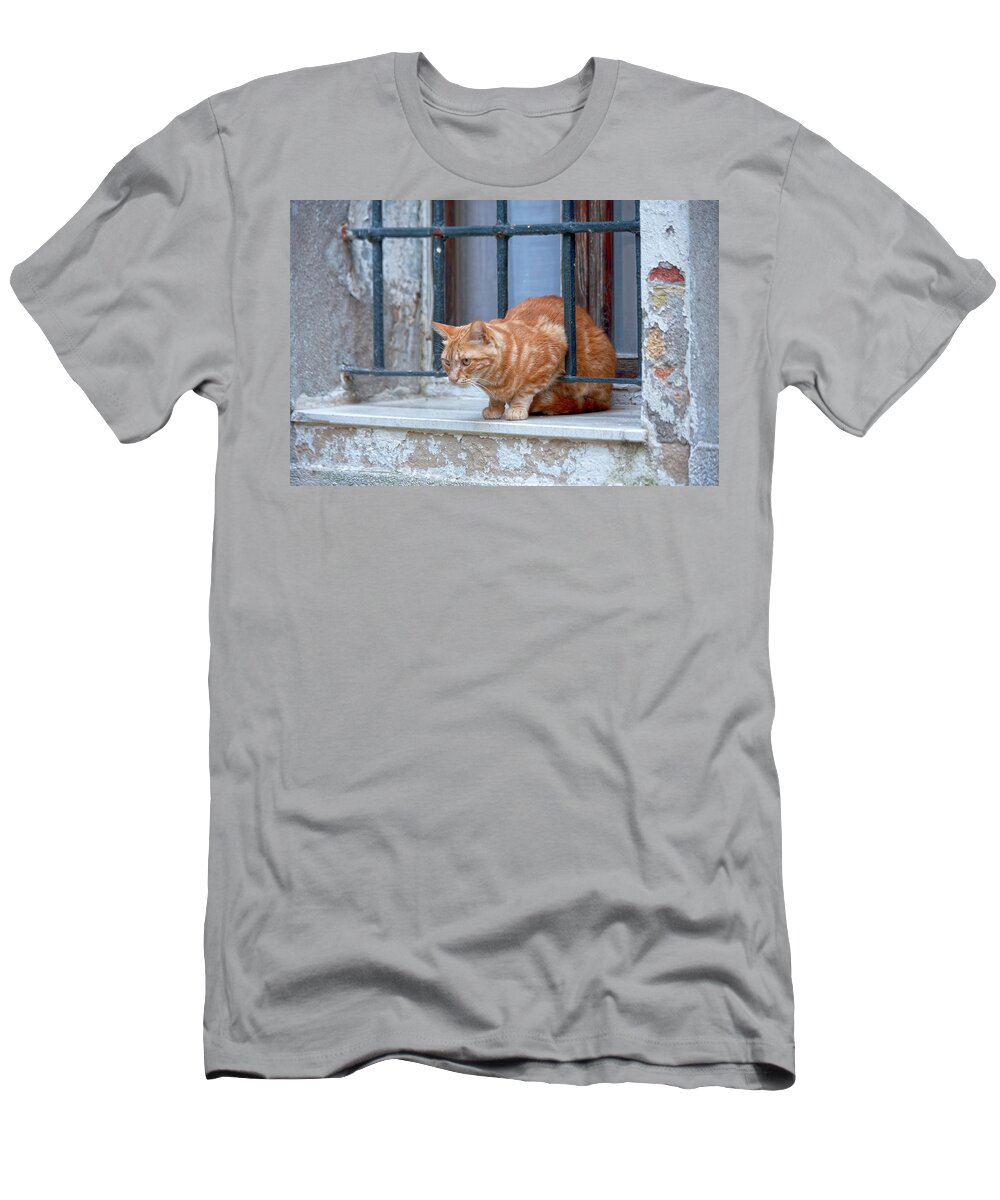 Animal T-Shirt featuring the photograph Just curious cat by Heiko Koehrer-Wagner