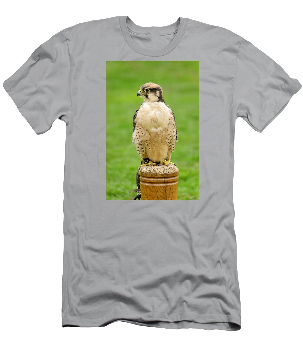 Britain T-Shirt featuring the photograph Lanna Falcon - Falco biarmicus by Rod Johnson