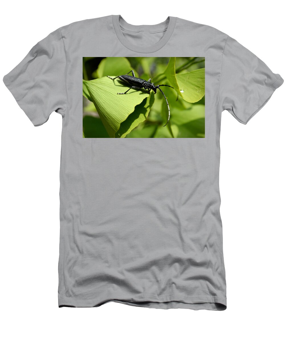 Beetle T-Shirt featuring the photograph Little beetle by Rumiana Nikolova