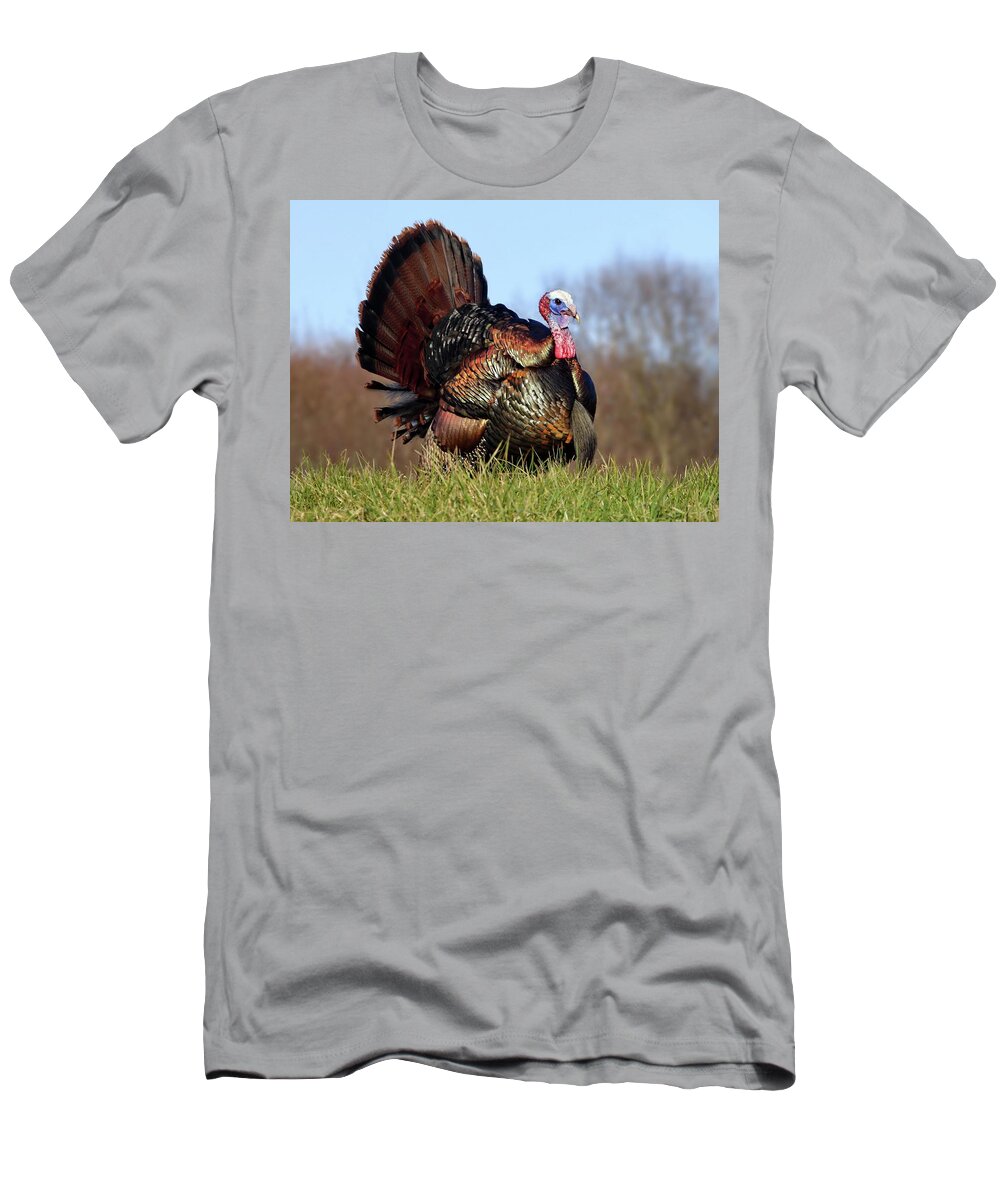 Wild Turkey T-Shirt featuring the photograph Magnificent Wild Turkey Male by Lyuba Filatova