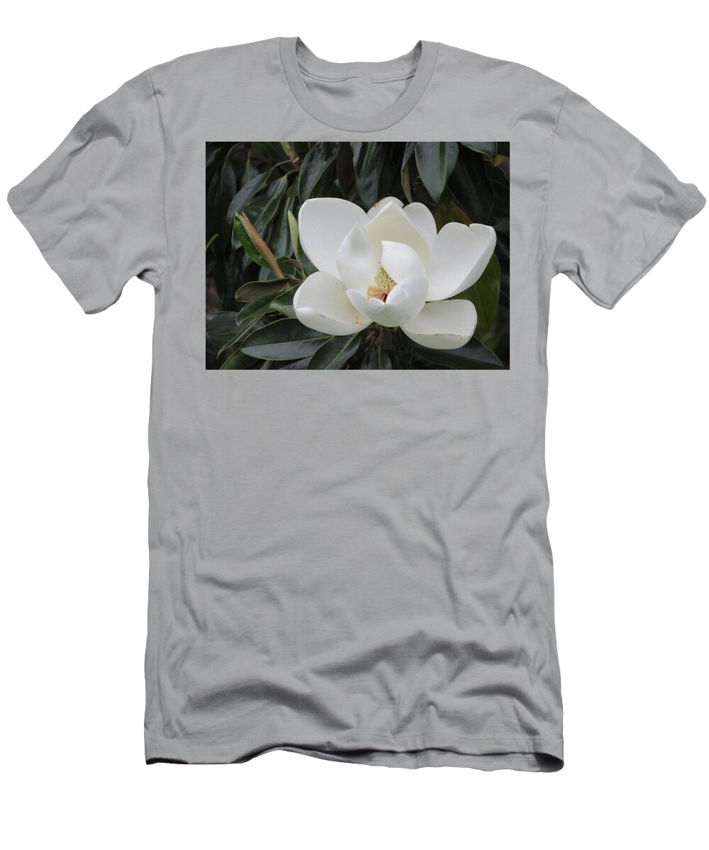 Magnolia T-Shirt featuring the photograph Magnolia Unfolding by Judith Lauter
