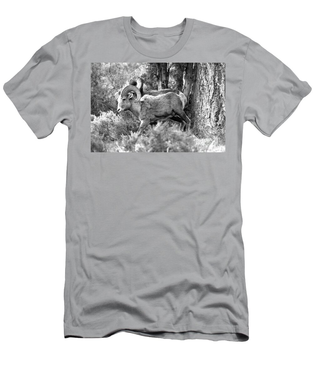Bighorn T-Shirt featuring the photograph Majestic In The Cliffs Of Lamar Valley Black And White by Adam Jewell