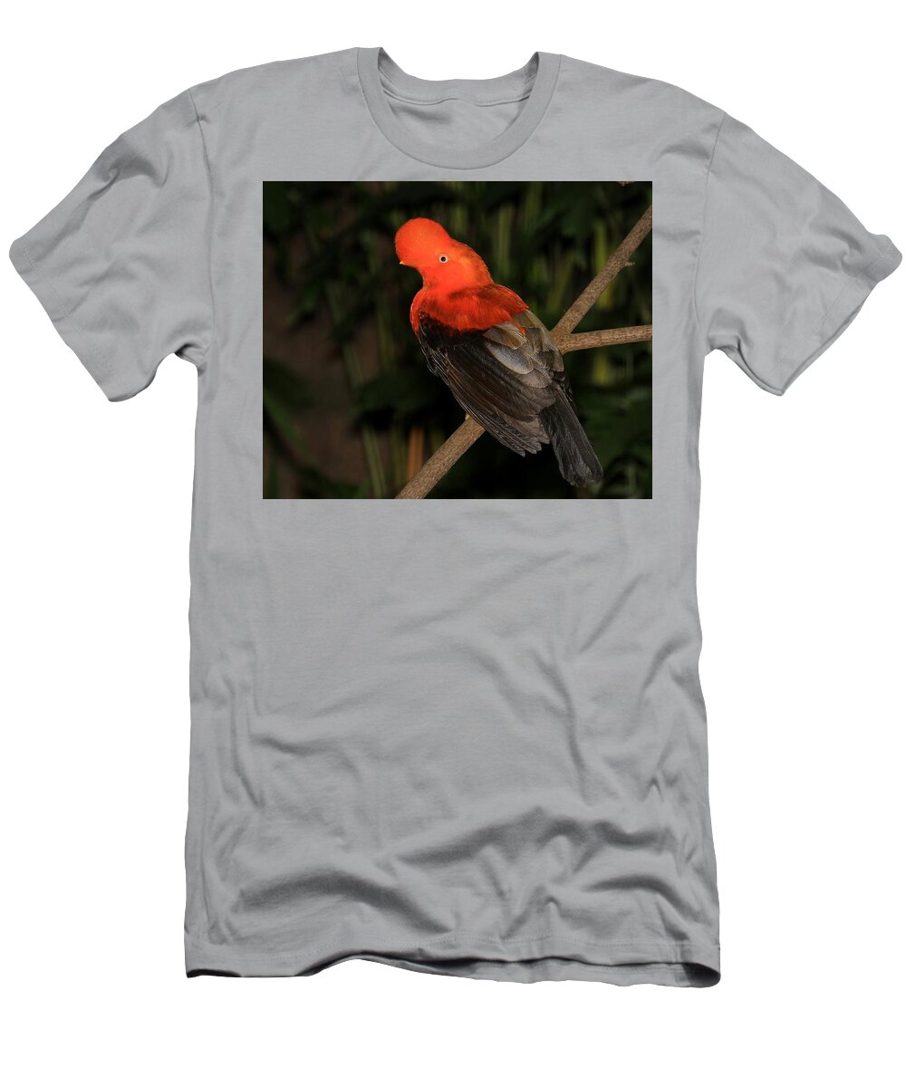 Bird T-Shirt featuring the photograph Male Cock Of The Rock by John Absher