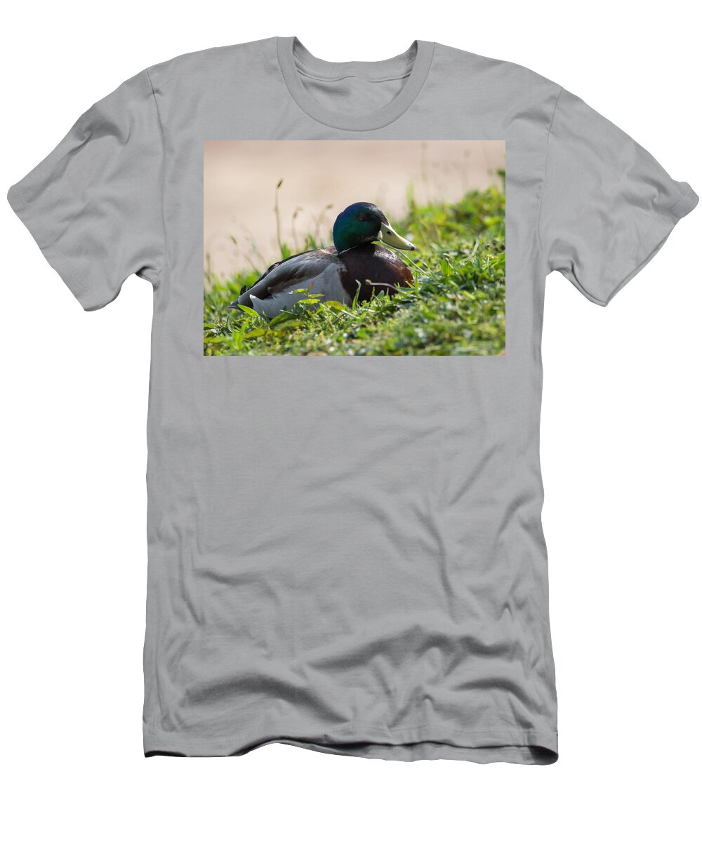 Mallard T-Shirt featuring the photograph Mallard Drake on the Ohio River Bank by Holden The Moment