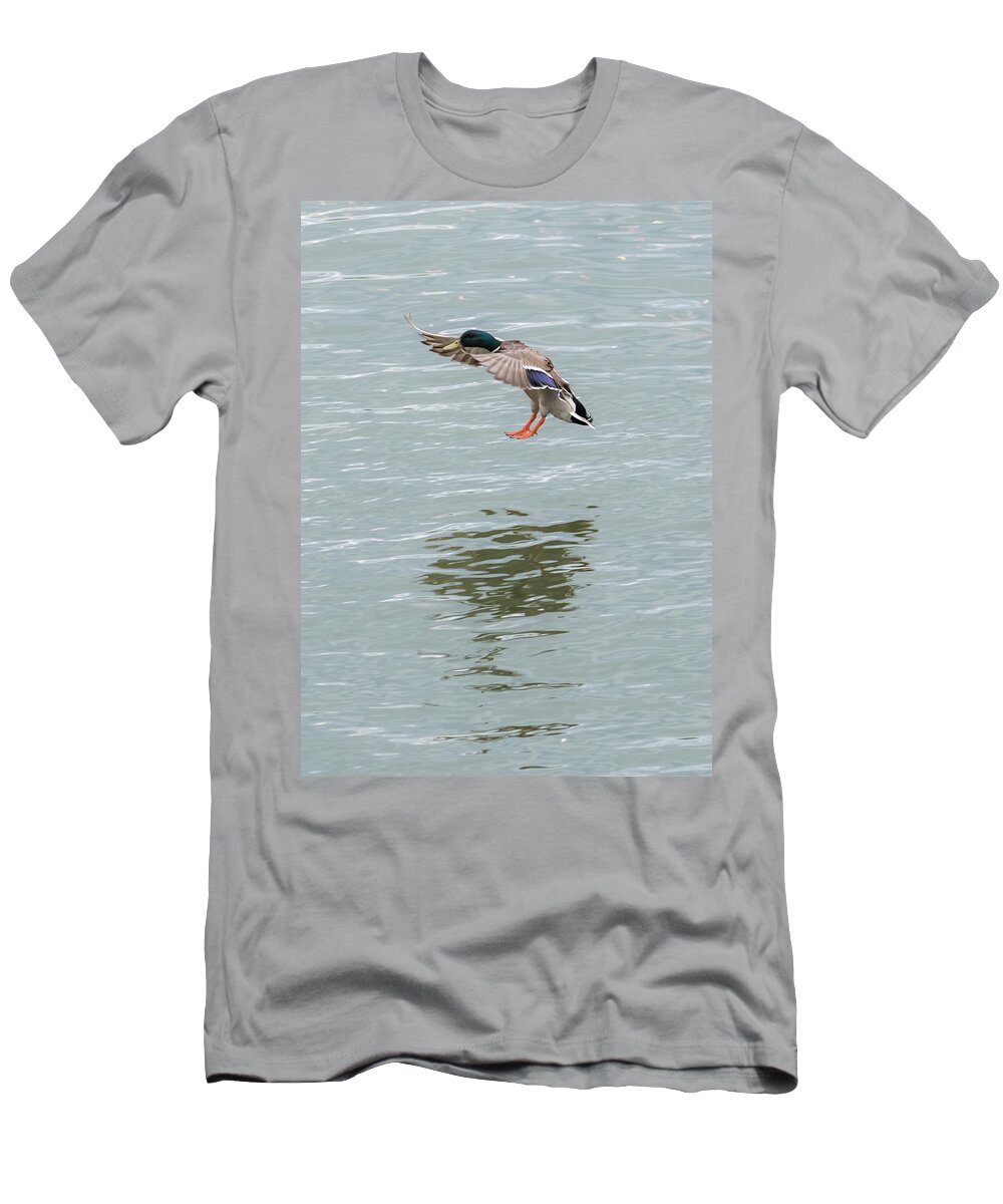 Mallard T-Shirt featuring the photograph Mallard Drake Coming In For A Landing On The Ohio by Holden The Moment