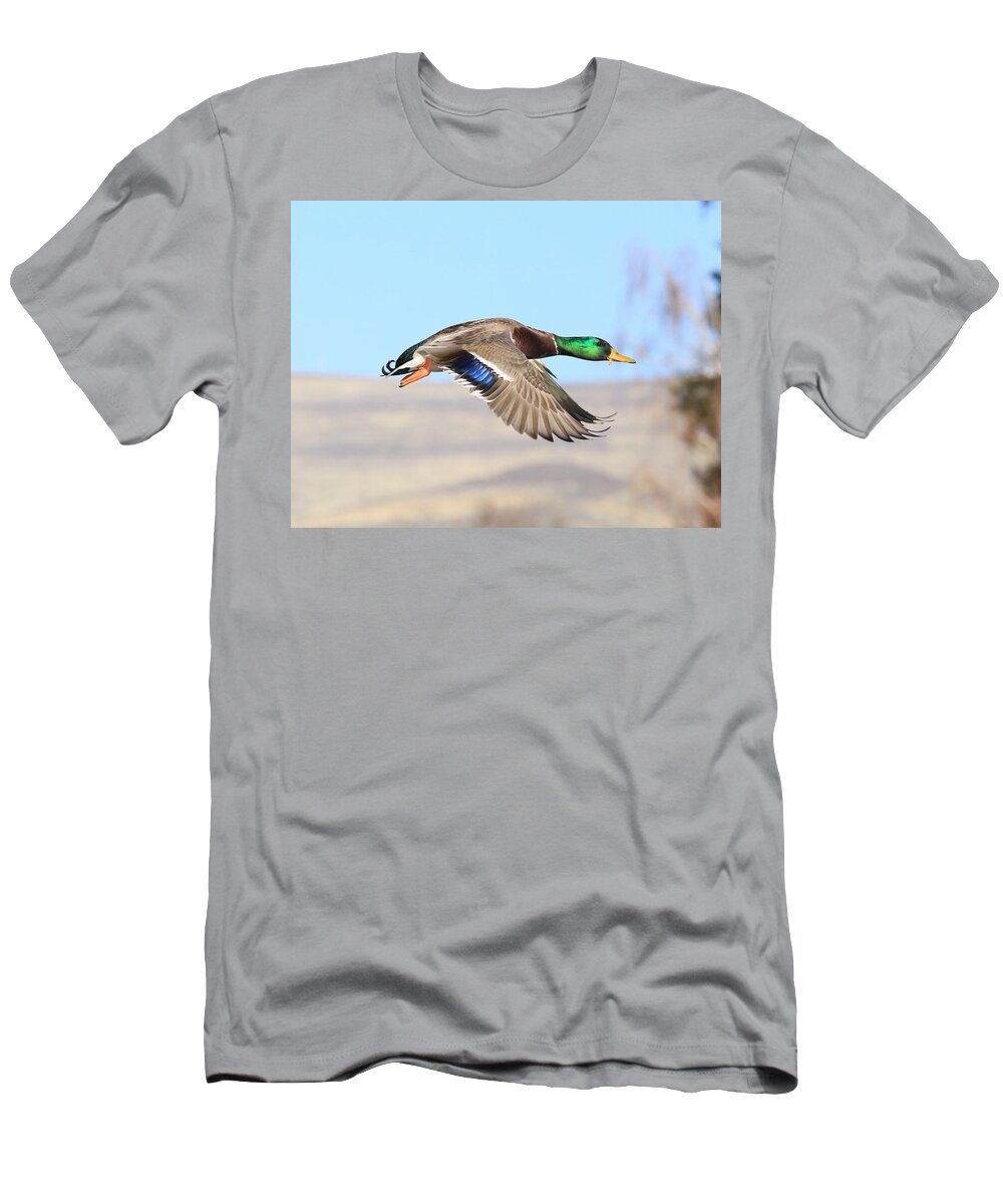 Mallard Flying Over T-Shirt featuring the photograph Mallard flying over by Lynn Hopwood