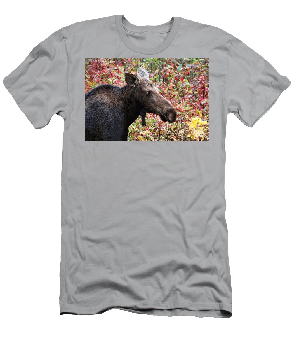 Moose T-Shirt featuring the photograph Moose and Fall Leaves by Peggy Collins
