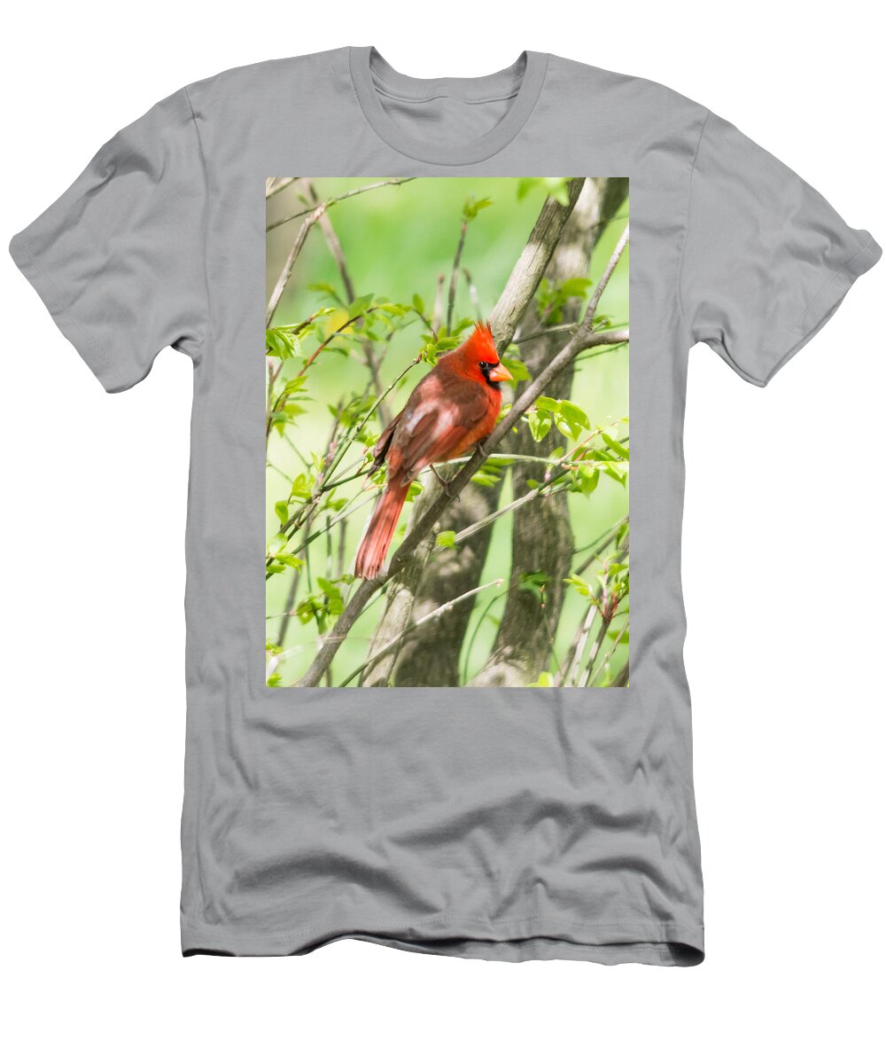 Northern Cardinal T-Shirt featuring the photograph Northern Cardinal   by Holden The Moment
