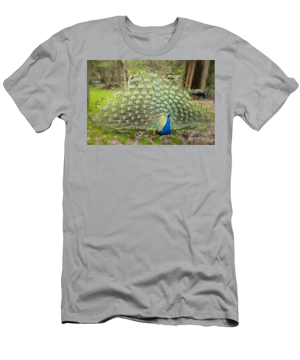 Peacock T-Shirt featuring the photograph Peacock Displaying His Feathers by Bonnie Barry