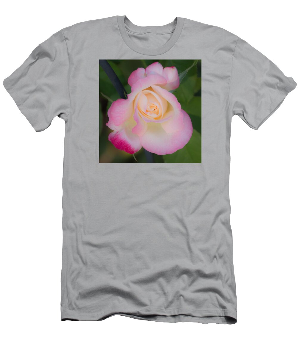 Rose T-Shirt featuring the photograph Pink Tinged Rose by Cathy Donohoue