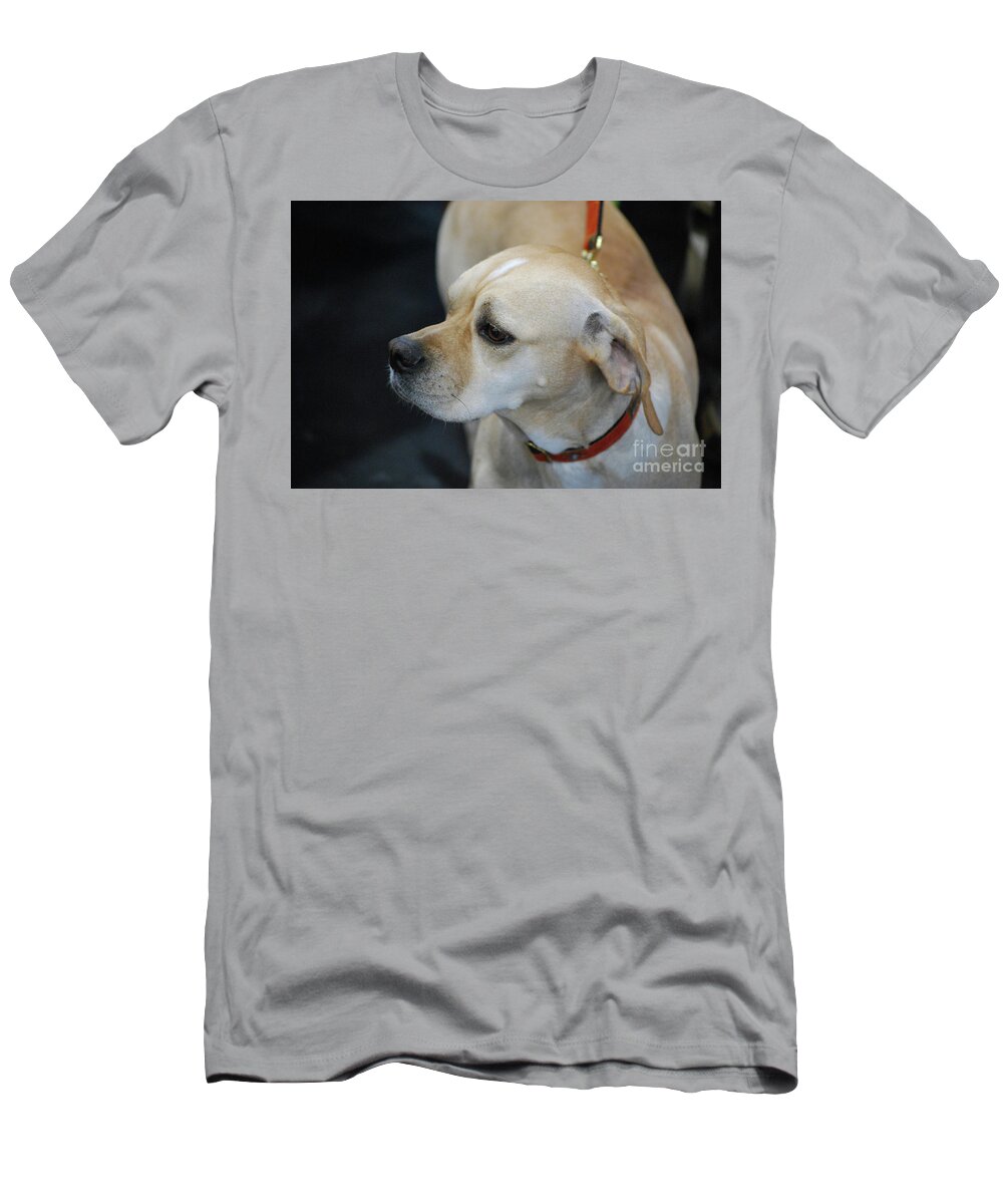 Portuguese Pointer T-Shirt featuring the photograph Portuguese Pointer Dog on a Leash by DejaVu Designs