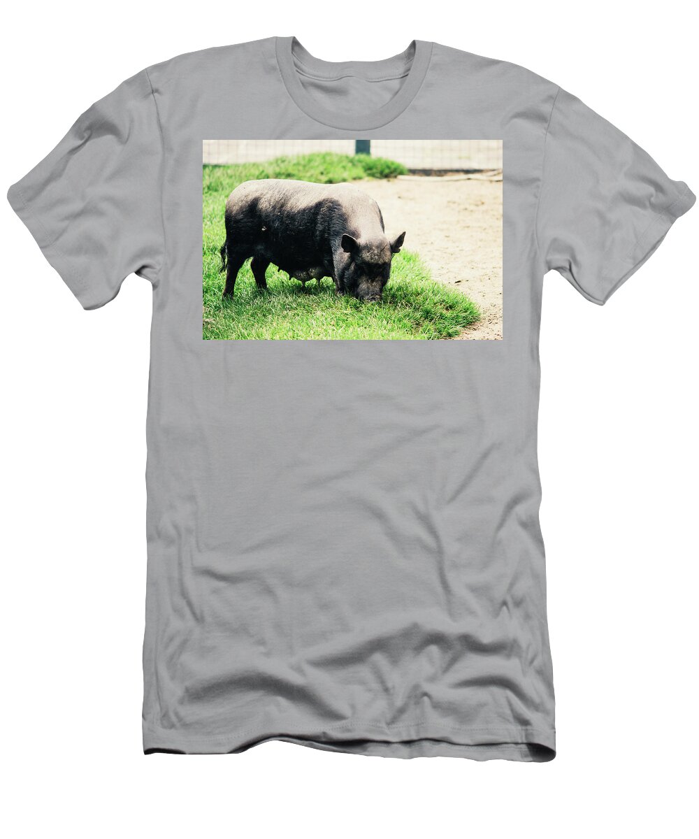 Animal T-Shirt featuring the photograph Potbelly Pig On Grass by Pati Photography