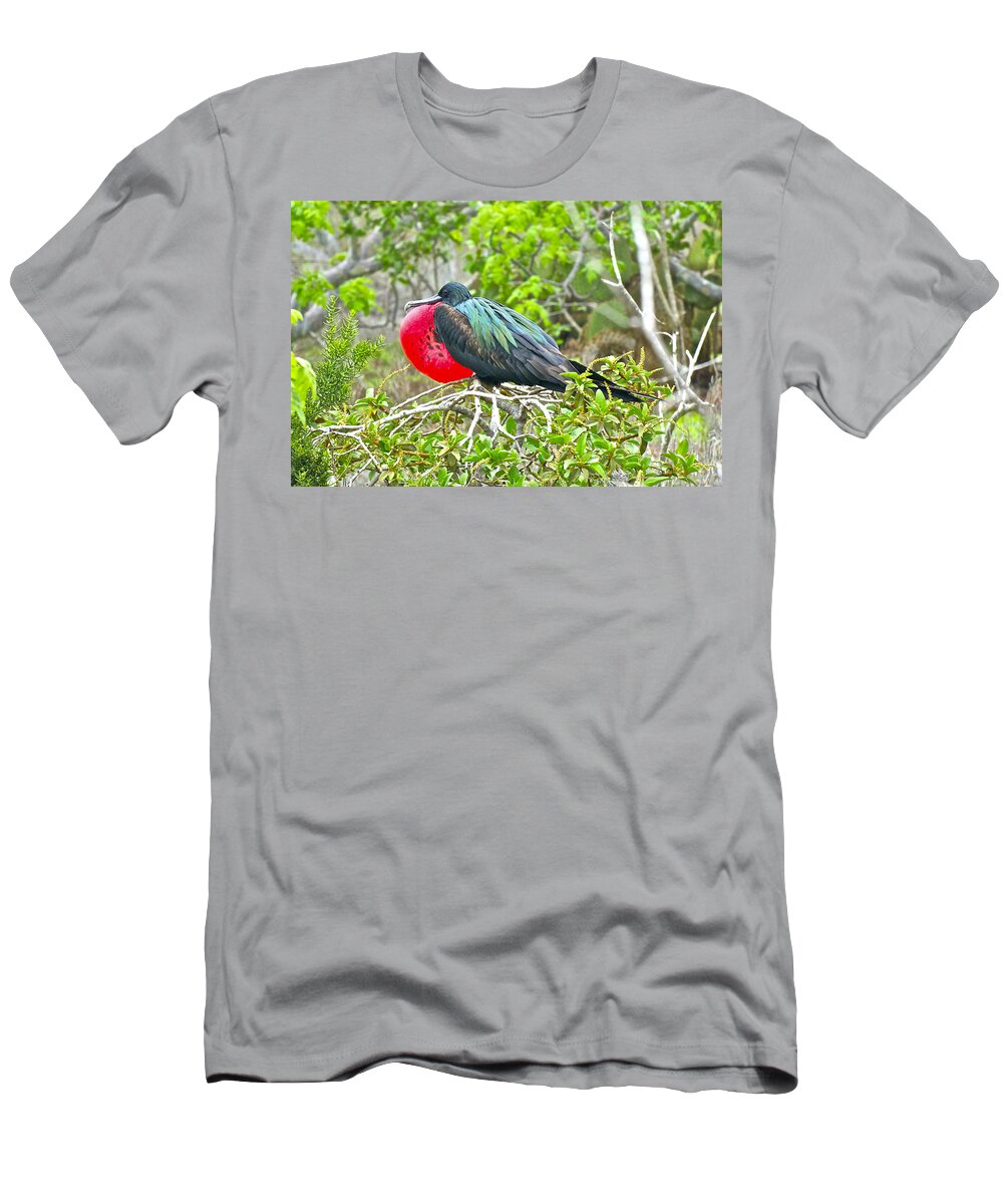 Frigate Bird T-Shirt featuring the photograph Puffing Up When Courting by Don Mercer