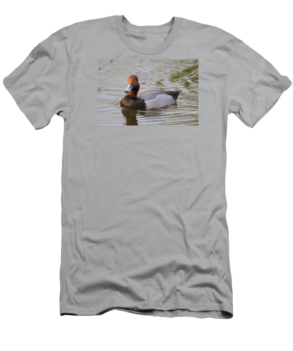 Duck T-Shirt featuring the photograph Redhead Duck Swimming by John Harmon