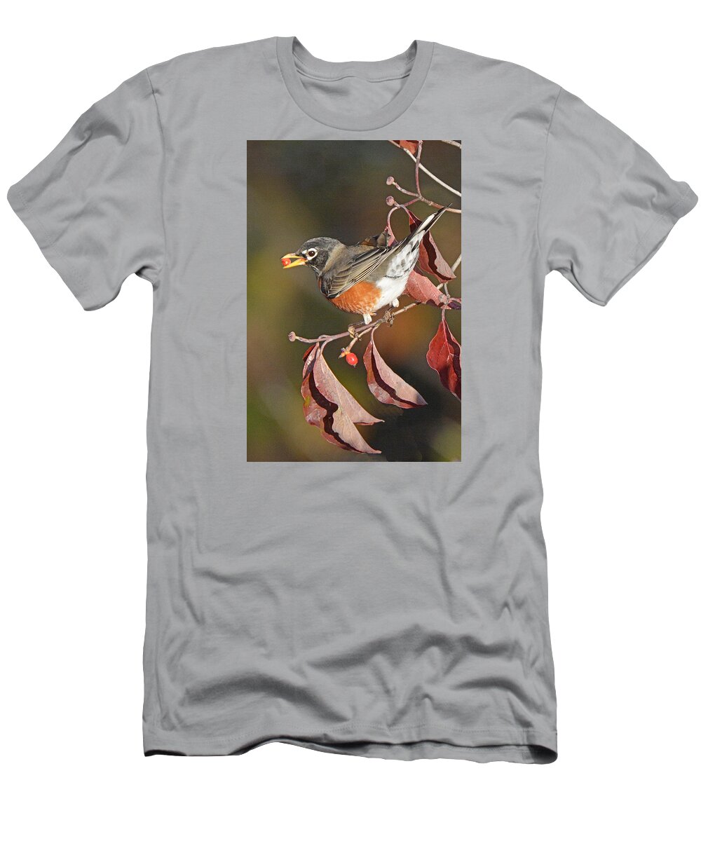 Bird T-Shirt featuring the photograph Robin Berry Gathering by Alan Lenk