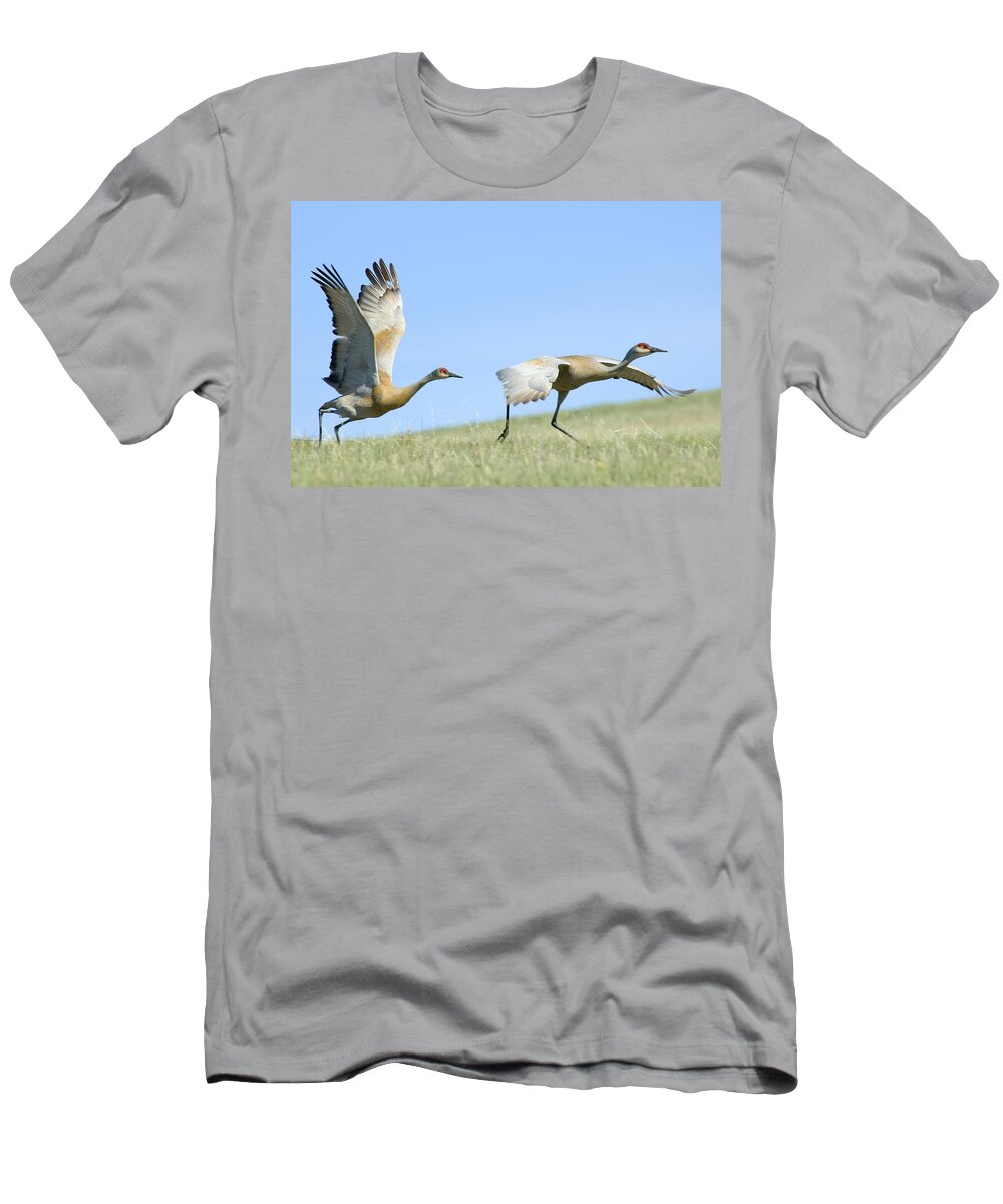 Sandhill Cranes T-Shirt featuring the photograph Sandhill Cranes Taking Flight by Gary Beeler