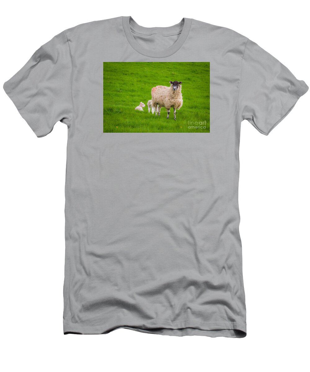 D90 T-Shirt featuring the photograph Sheep and lambs by Mariusz Talarek