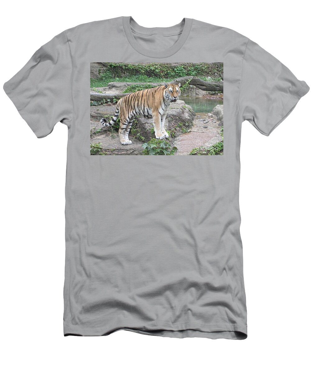 Photography T-Shirt featuring the photograph Siberian Tiger by Kathie Chicoine