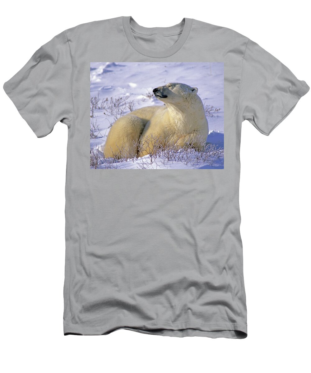 Polar Bear T-Shirt featuring the photograph Sleepy Polar Bear by Tony Beck