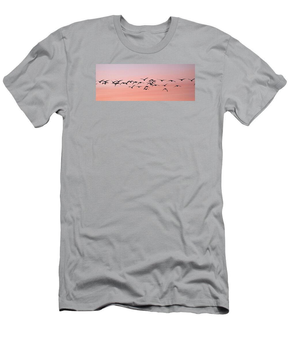 Animals T-Shirt featuring the photograph Snow Geese in flight at sunrise Bosque Del Apache NM by Harold Stinnette