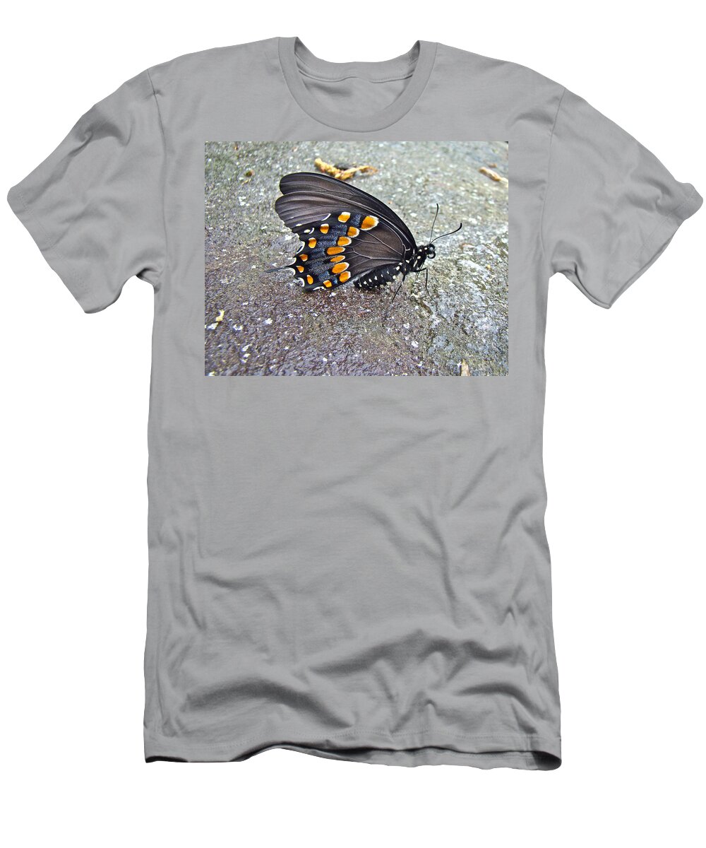 Butterfly T-Shirt featuring the photograph Spicebush Swallowtail Butterfly Female - Papilio troilus troilus by Carol Senske