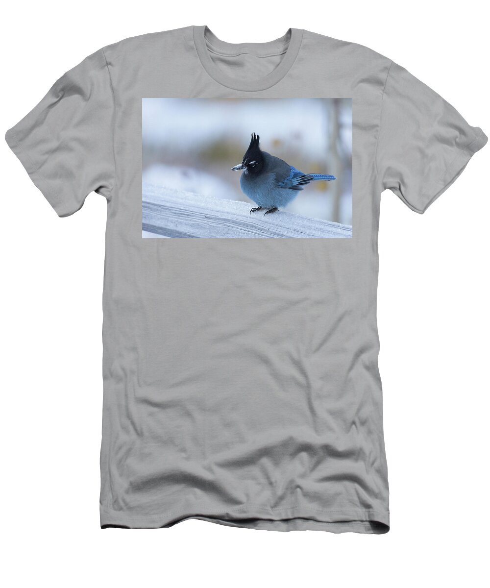 Stellers Jay In Winter T-Shirt featuring the photograph Stellers Jay in Winter by Jemmy Archer