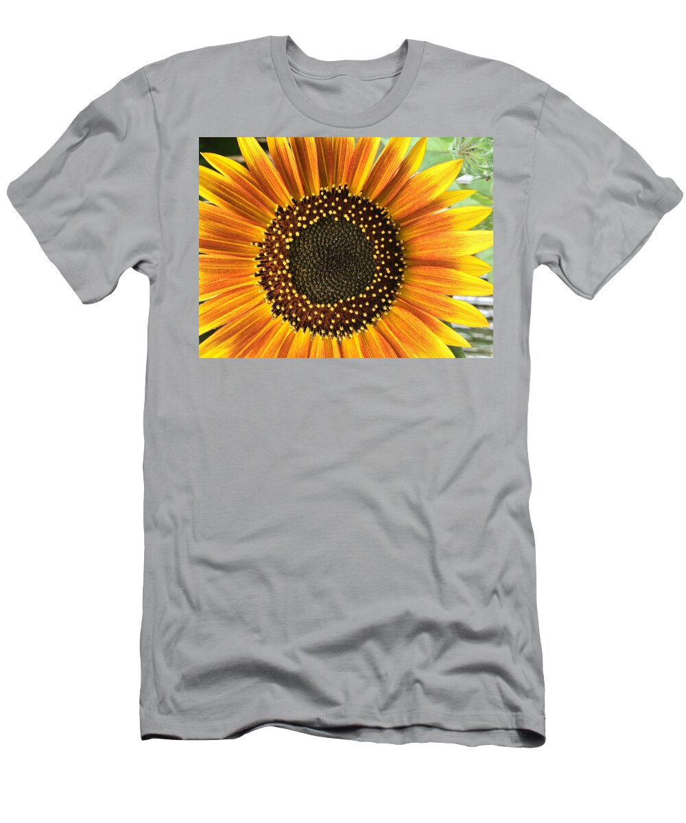 Sunflower T-Shirt featuring the photograph Sunflower 1 by Vijay Sharon Govender