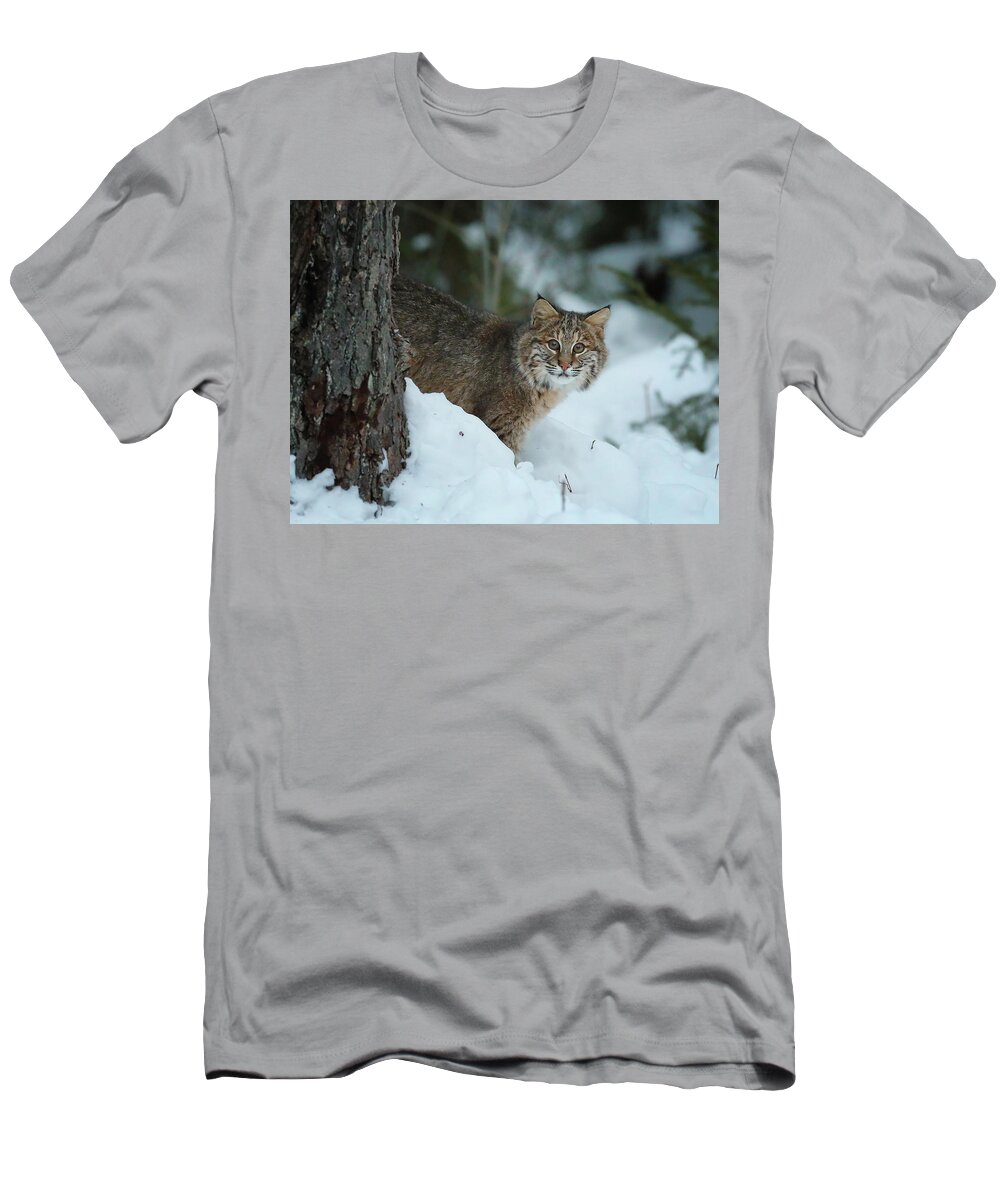 Bobcat T-Shirt featuring the photograph The Eyes are on Me by Duane Cross