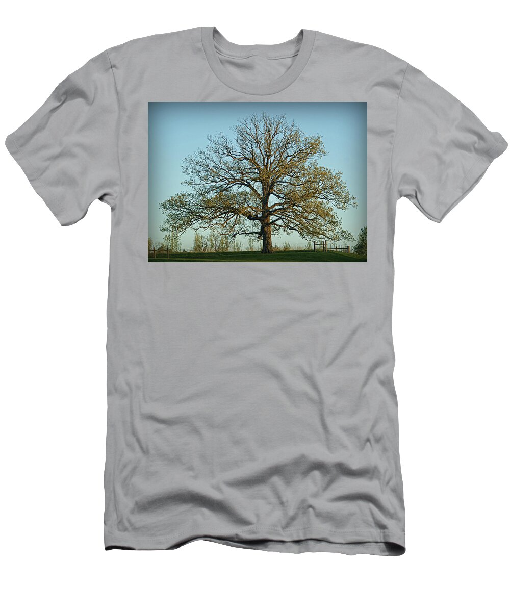 Oak T-Shirt featuring the photograph The Mighty Oak in Spring by Cricket Hackmann