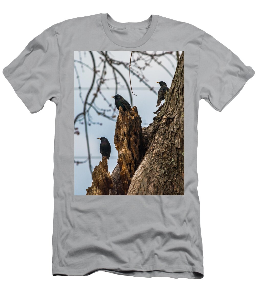 European Starlings T-Shirt featuring the photograph These Three Starlings by Holden The Moment