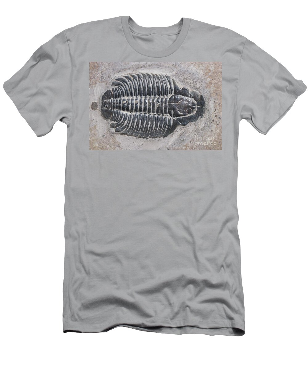 Trilobite T-Shirt featuring the photograph Trilobite by Robert J Erwin and Photo Researchers