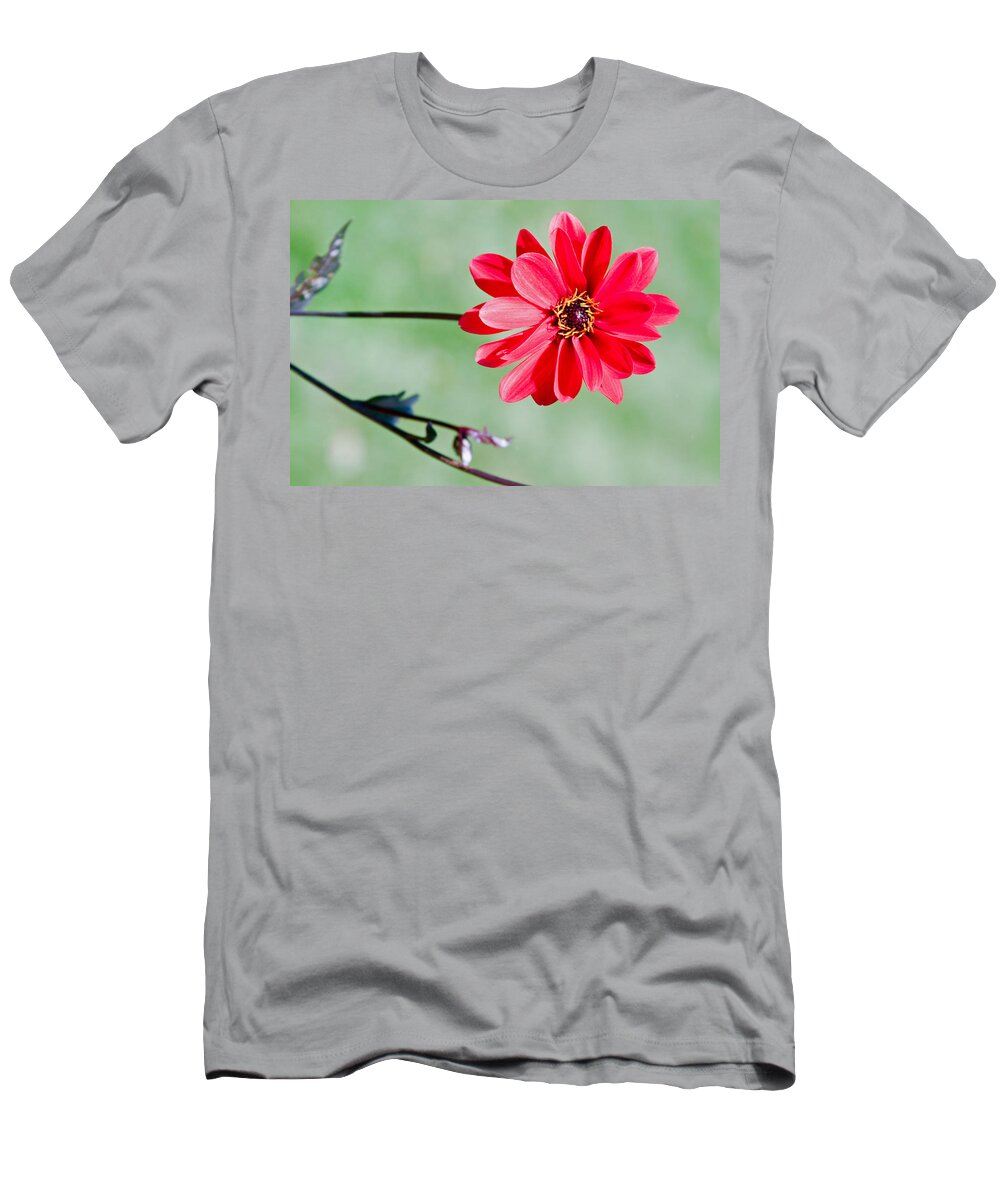 Photographic Art T-Shirt featuring the photograph Weir Farm Blossom by Rick Locke - Out of the Corner of My Eye