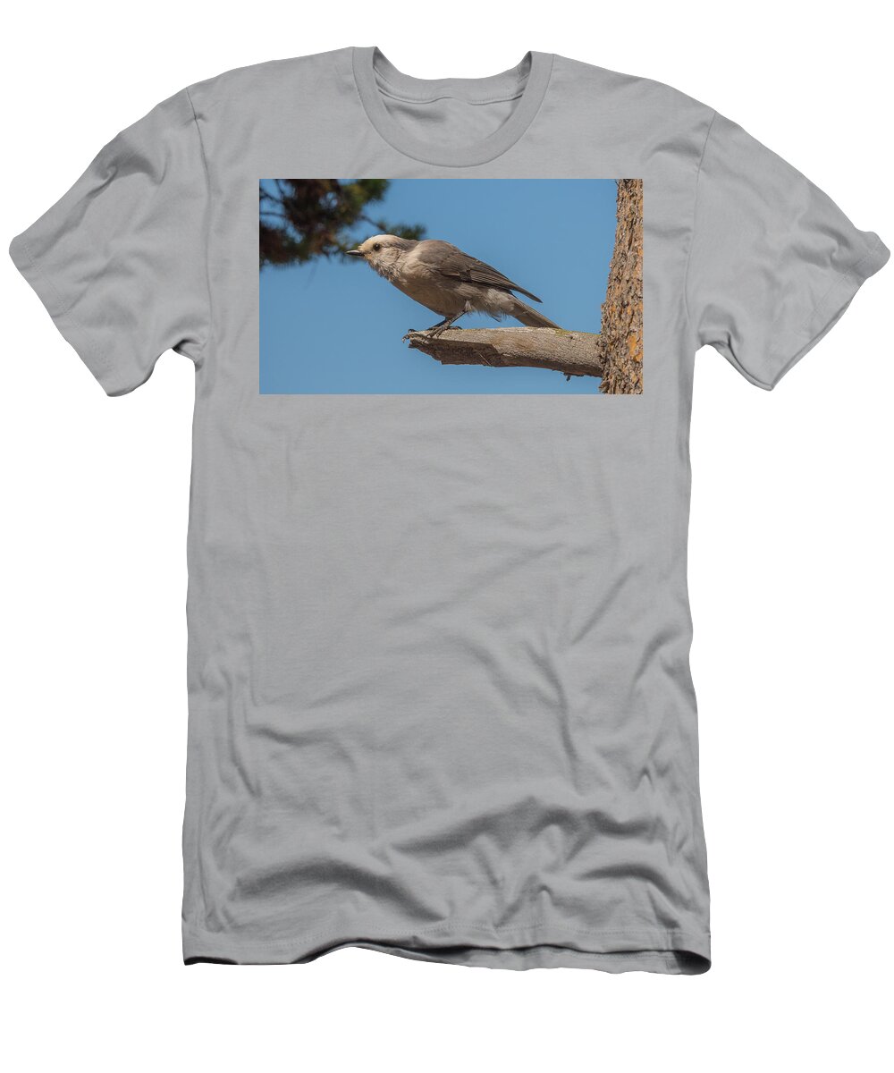 Grey Jay T-Shirt featuring the photograph Yellowstone Grey Jay by Yeates Photography