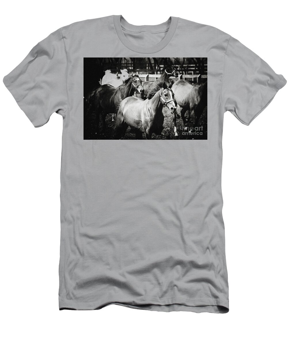 Horse T-Shirt featuring the photograph Young horses on the pasture by Dimitar Hristov