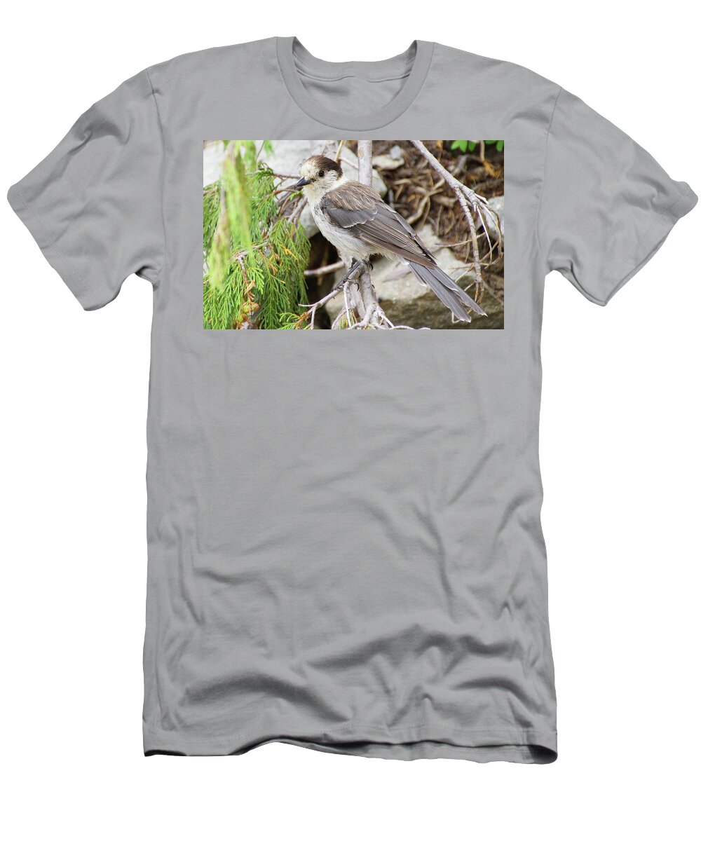 Jay T-Shirt featuring the photograph Camprobber - the Gray Jay #2 by Steve Estvanik
