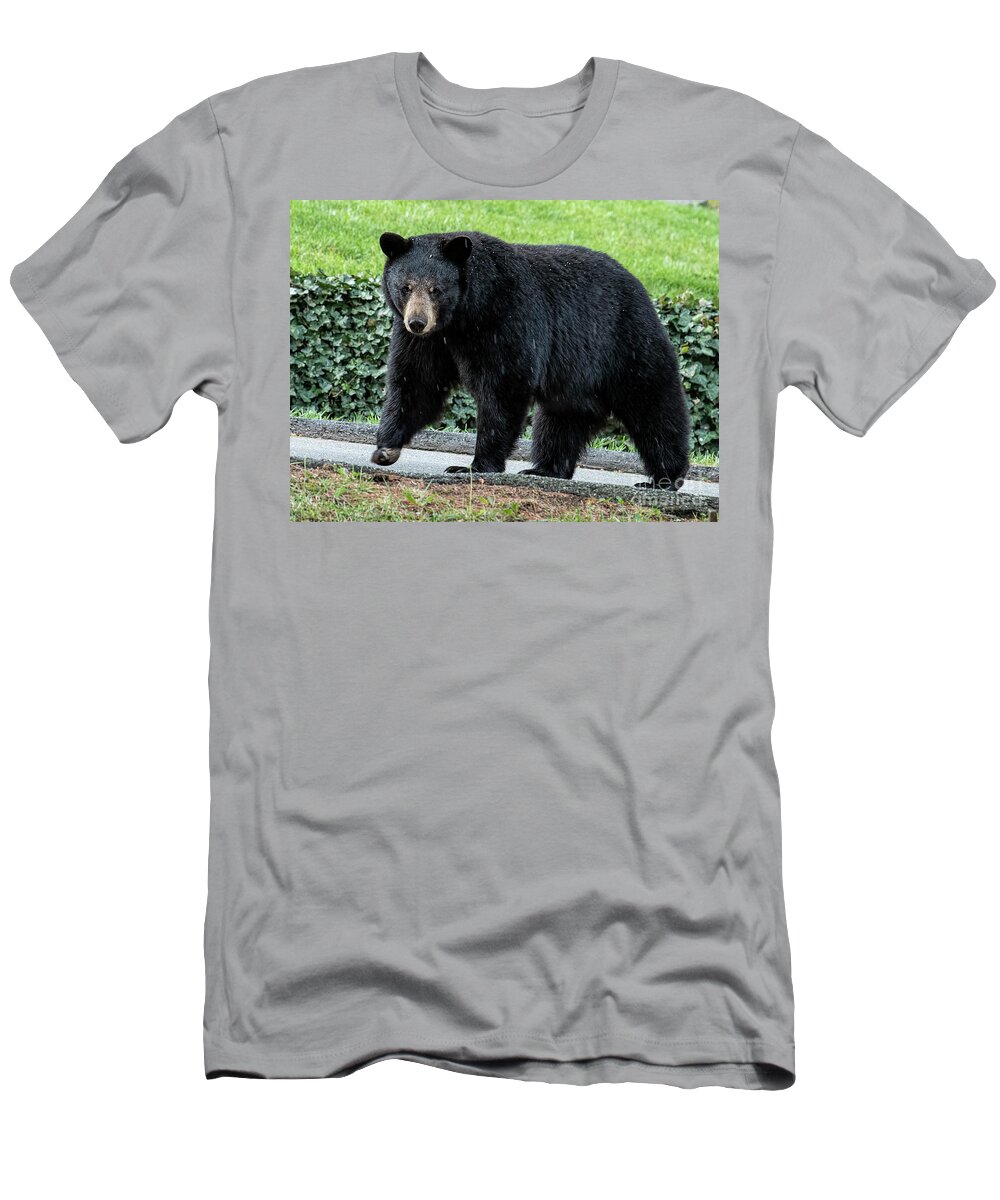 Bear In Tree T-Shirt featuring the photograph Black Bear in North Asheville by David Oppenheimer
