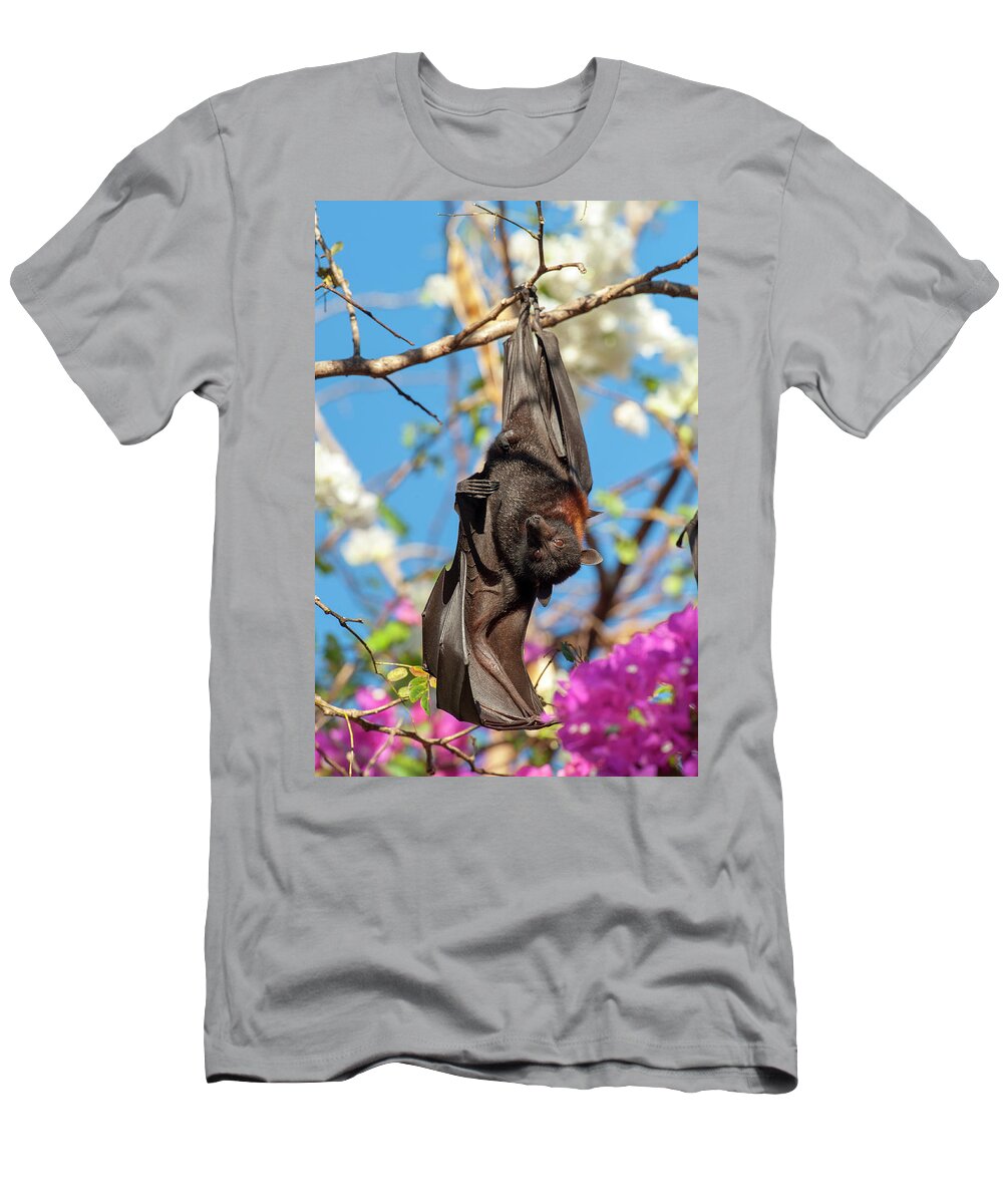 Animal T-Shirt featuring the photograph Black Flying Fox, Male Stretching Wing Whilst Roosting On by Steven David Miller / Naturepl.com