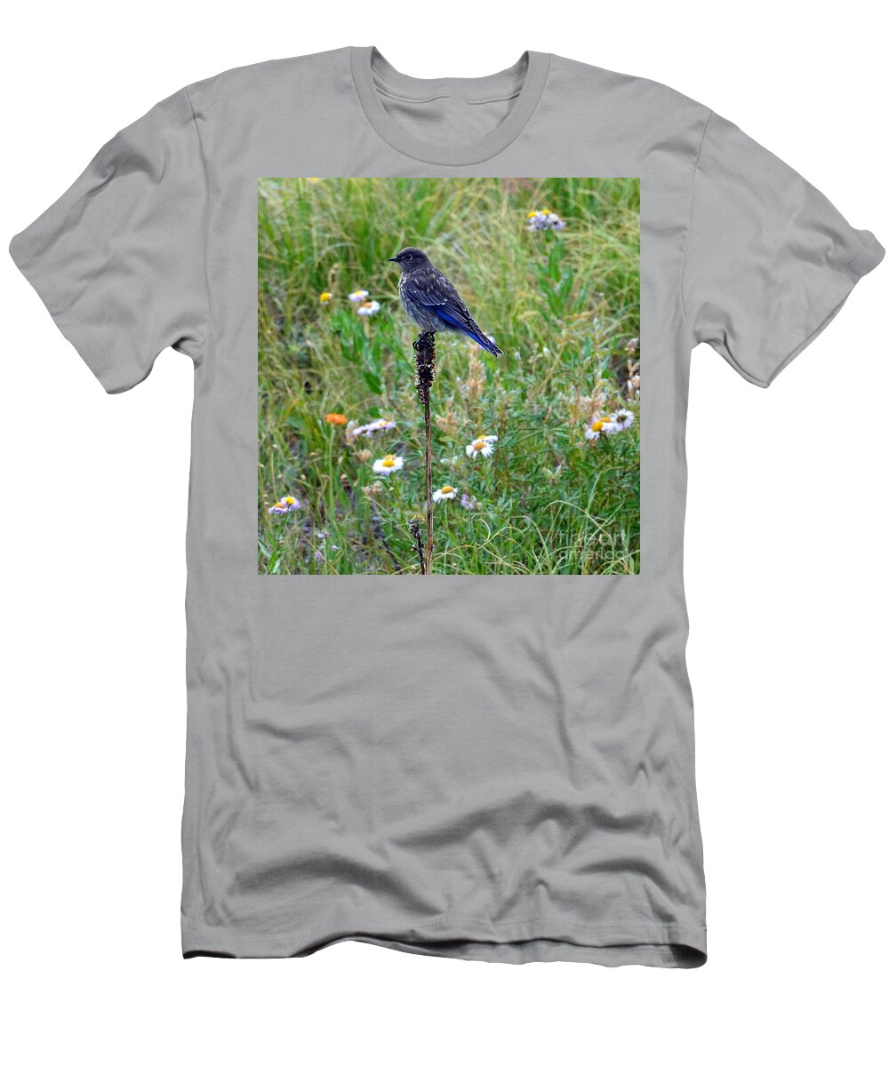Bluebird T-Shirt featuring the photograph Bluebird Perch by Dorrene BrownButterfield
