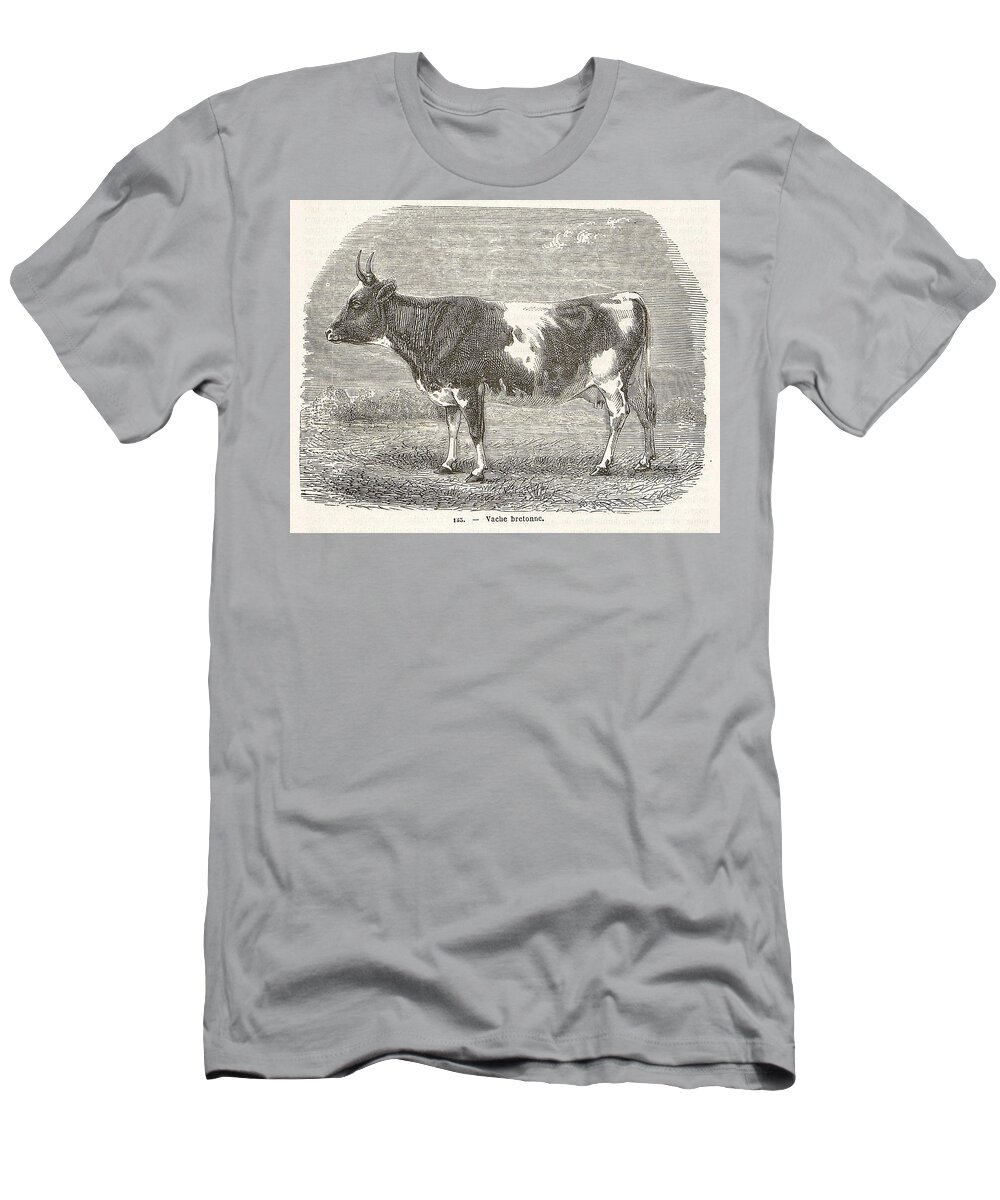 Cow T-Shirt featuring the painting Breton cow by Celestial Images