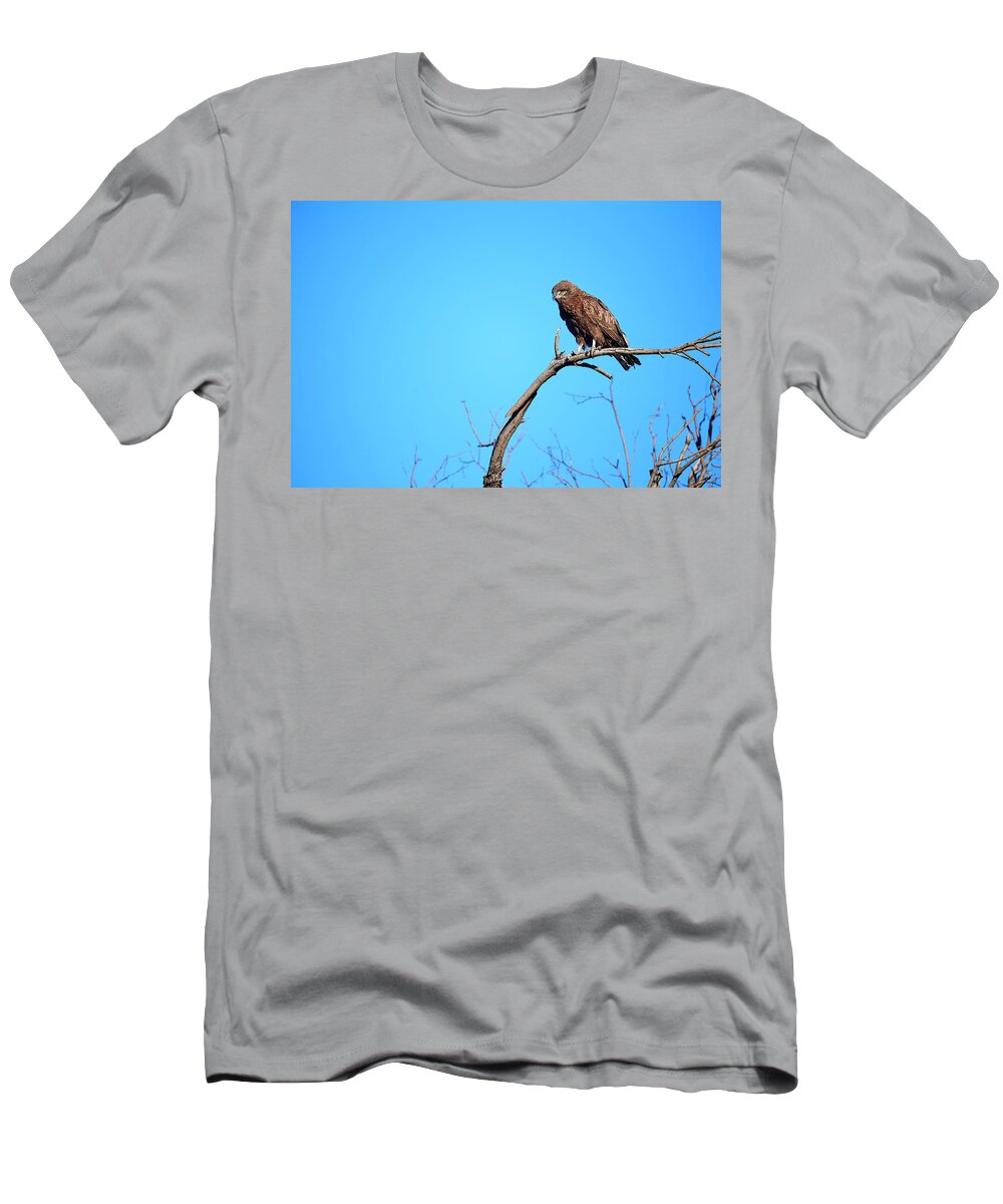 Animal T-Shirt featuring the photograph Brown Snake Eagle Perched On Branch, Okavango Delta by Eric Baccega / Naturepl.com