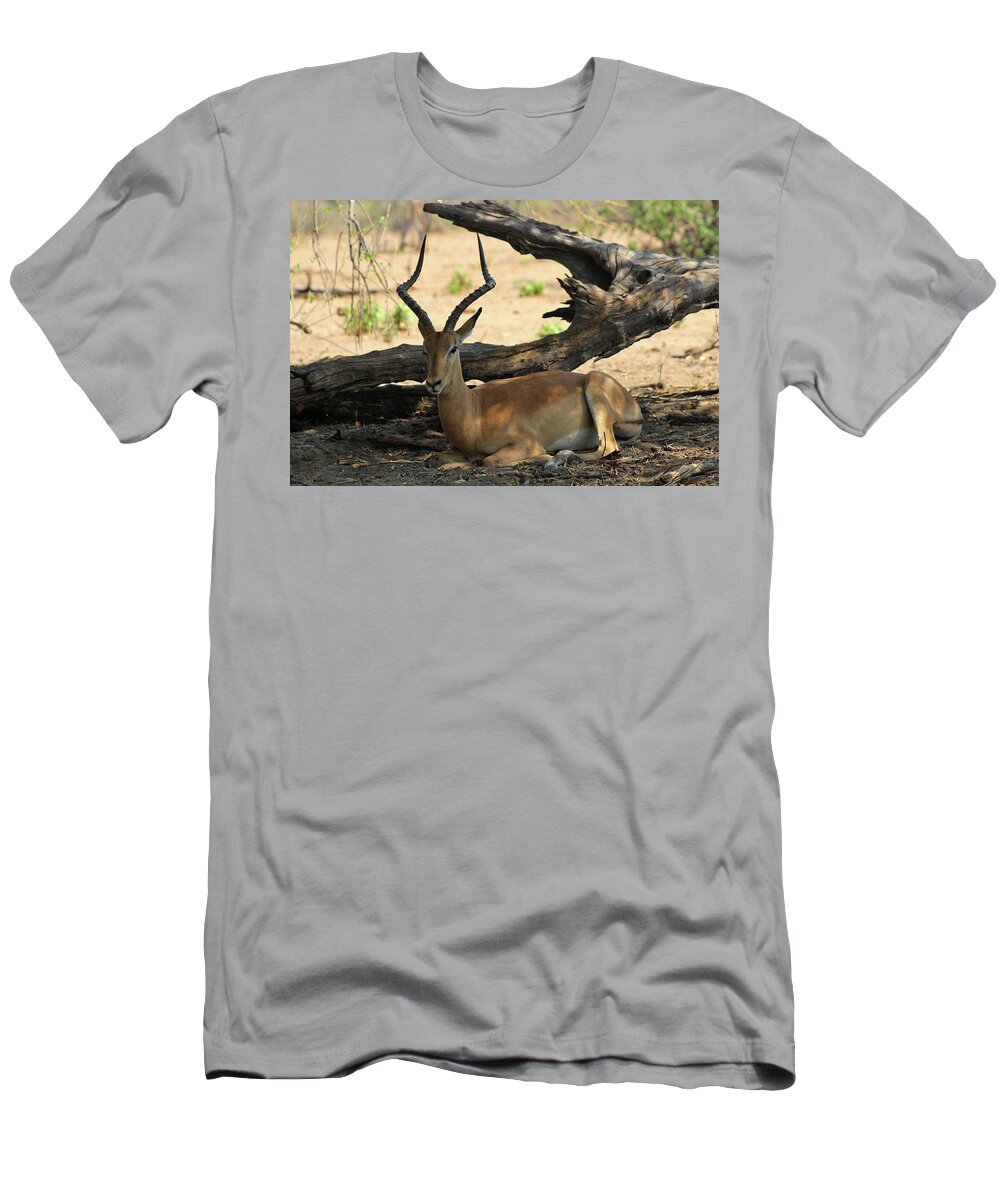  T-Shirt featuring the photograph Chillin in the shade by Eric Pengelly
