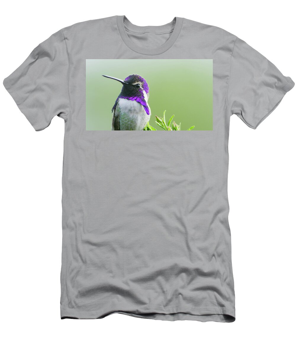 November2022 T-Shirt featuring the photograph Costa's Hummingbird Showing Purple Iridescence, California by Tim Laman /naturepl.com