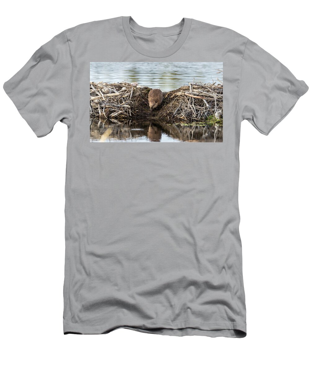 Beaver Animals Wildlife Critter Snake River Grand Teton National Park Dam Young T-Shirt featuring the photograph Crossing the Dam by Ronnie And Frances Howard