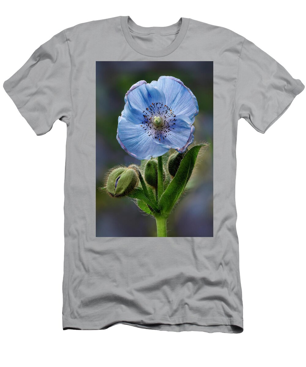 Poppy T-Shirt featuring the photograph Himalayan Blue Poppy Flower And Buds by Susan Candelario