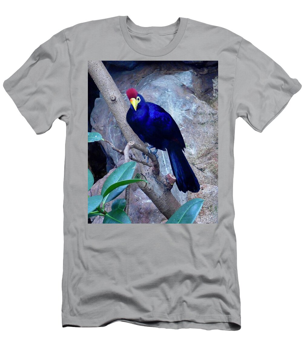 Bird T-Shirt featuring the photograph Lady Ross Turaco by Dan Miller
