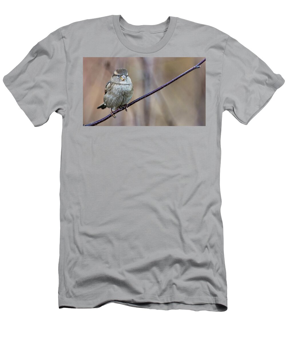 House Sparrow T-Shirt featuring the photograph Mrs House Sparrow perching on the twig by Torbjorn Swenelius