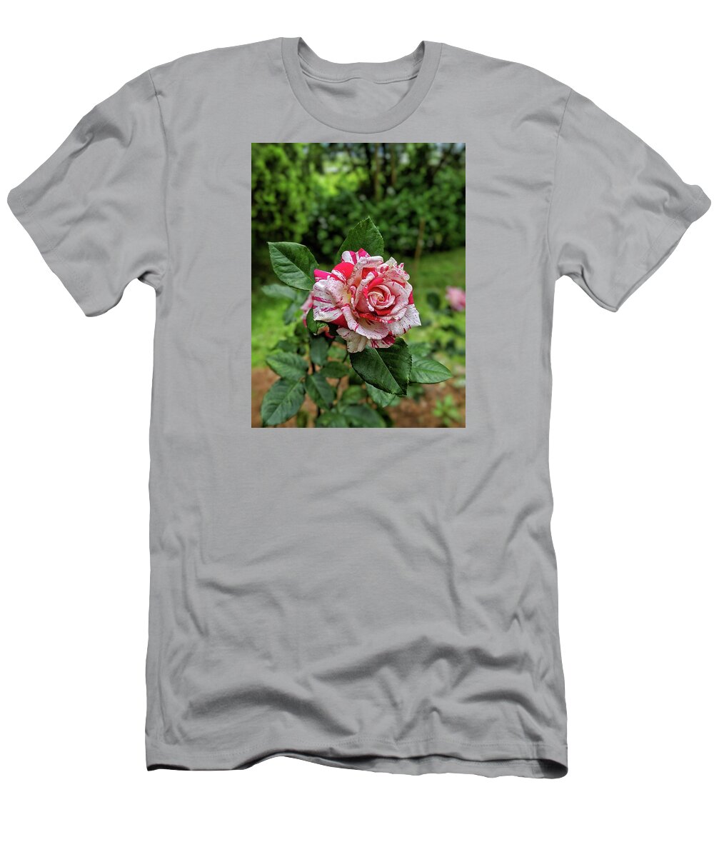 Rose T-Shirt featuring the photograph Neil Diamond Rose by Portia Olaughlin